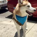 Alpha the handsome husky.