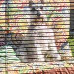 Otis Spunkmeyer Albritton