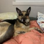 Mia chilling in our bed