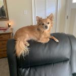 Peanut, will be 7 in June