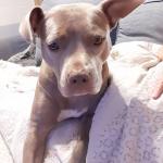 Layla Gross American Staffordshire