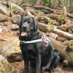 Epilepsy Service Dog