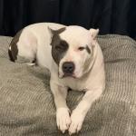 American staffordshire terrier