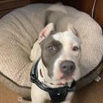 Felony is a American staffordshire terrier