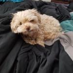 this is my dog Tafey