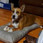 My sweet girl resting on a pillow