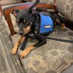 Spike “Boo Boo” how he helps me everyday