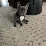 Dozer the frenchie