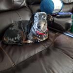 Recent Photo of Cookie