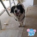 Sir master king bandit