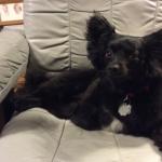 Pepper watching back door.