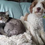 Cora waiting to receive a treat after a hard working day