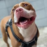 Emotional Support Dog