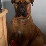 Lily is 2 yrs old in picture