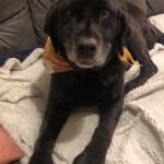 Dakota-my shadow, my constant, my best friend.