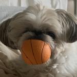 I am Jazz! I can only play a little because my heart doesn’t work so well anymore!