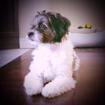 My hypertension disease