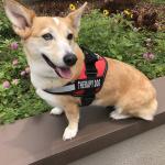 My Corgi Lily Poses for Camera