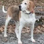 Grace our spoiled baby who thinks she's a cat.