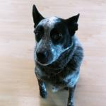 Buster posey keeps me safe