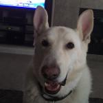 My Snowball 14 years young