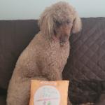 Shiraz my standard poodle
