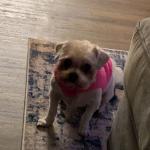 Bailey my sweet little girl