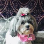 Paris my pretty companion ADA#58721