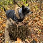 Arthur In PreSnow Canadian Winter