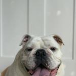 ❤️ My Dog Luna ❤️