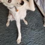 Max knows 300 commands