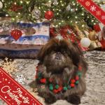 HAPPY FOR THE HOLIDAYS