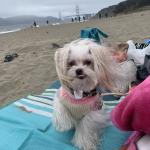 Miss coco goes everywhere!!