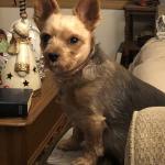 My Daisy at Christmas