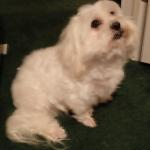 Scooter loves everyone