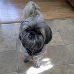 Meeko my Shih-tzu