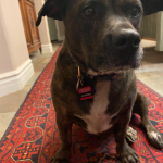 Kimber Staffordshire Terrier