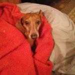 Gator Jr. Best friends forever