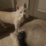 Knick-nack patty-wack give a dog a bone!