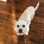 Picture of Bella