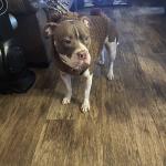 sweet is a protector..