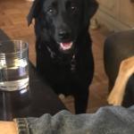 luna and I are laying on the couch