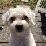 Ollie boy in the sun