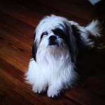 Elegante y sentimental