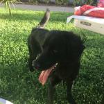 Rose Is a borador trained to serve Elisabeth.