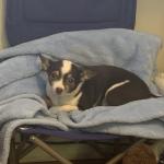 Rukky Relaxing by the Fire