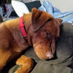 Rowdy Boy Sleeping