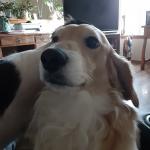 Wilbur, my handsome Dachshund.