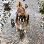 Finnigan Lynch in the Snow