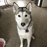 Bella Williams - emotional support dog